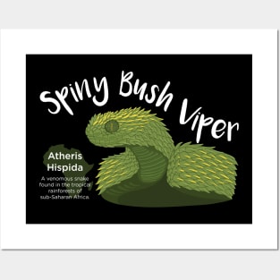 Spiny Bush Viper Posters and Art